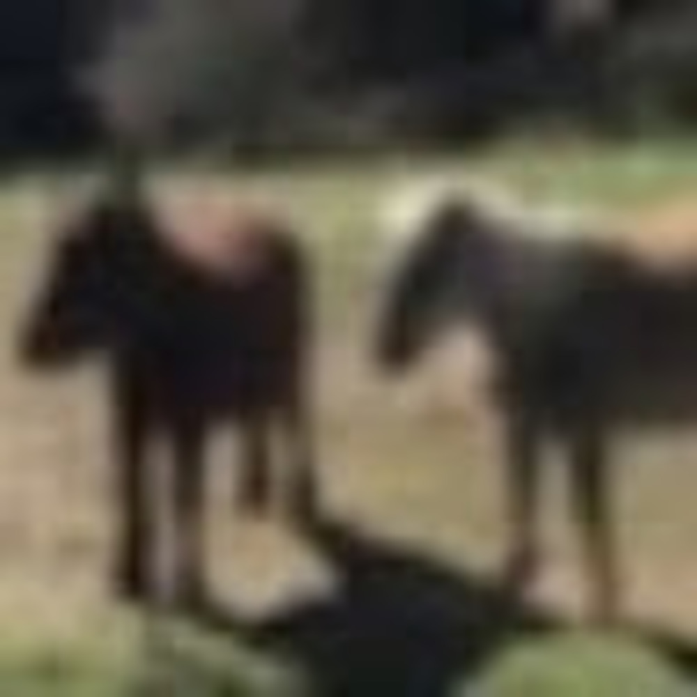 Meet your Posher, Tina